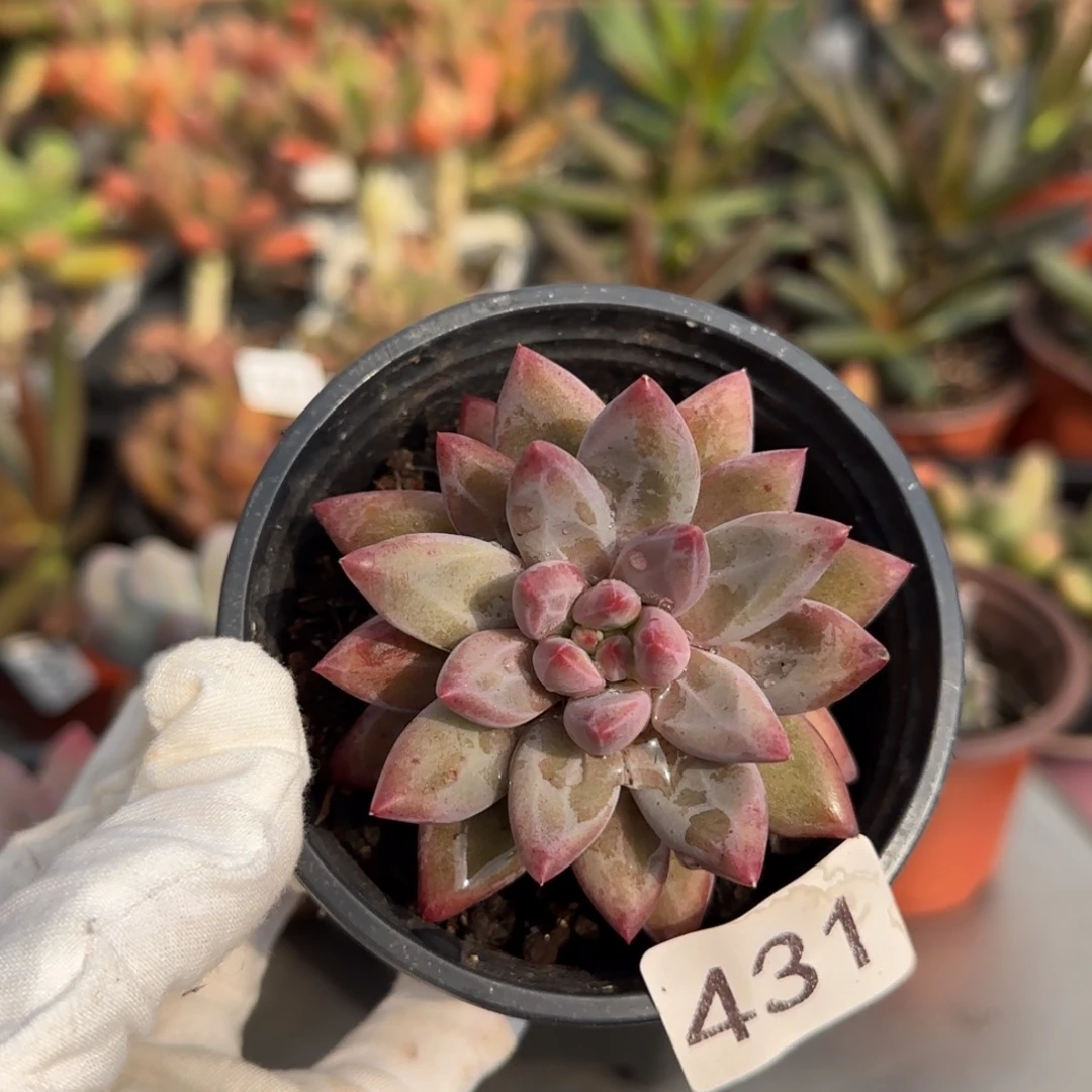 431号一物一拍一物一拍一物一拍