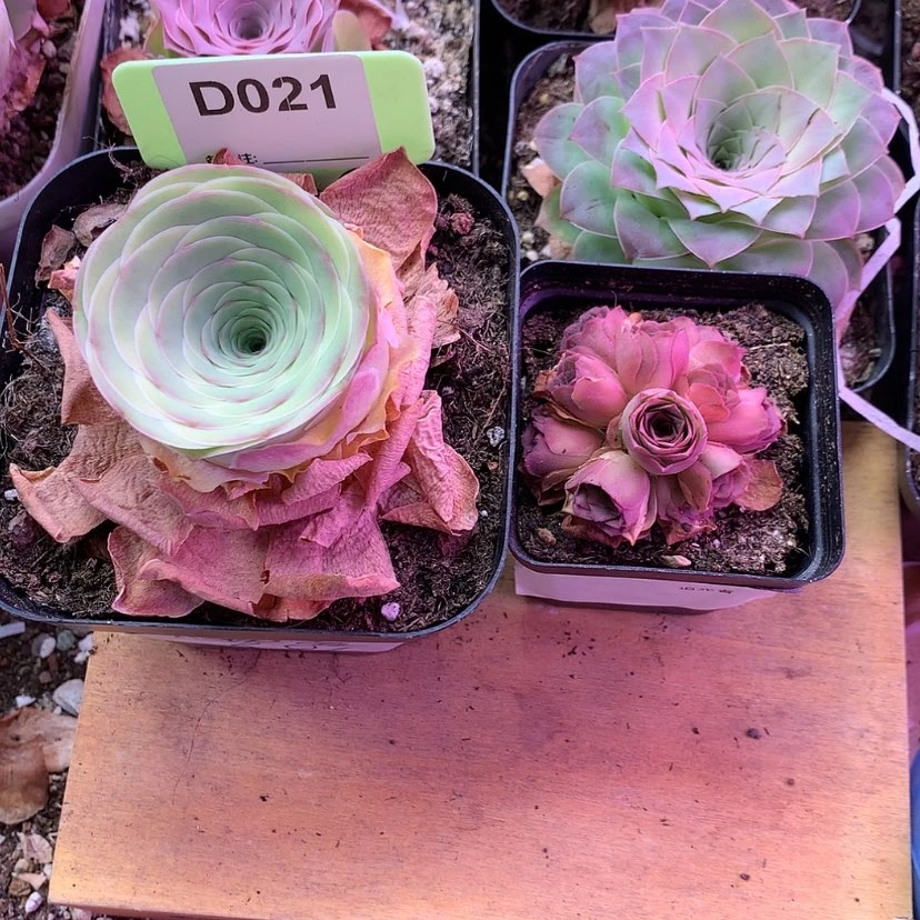 【闪购商品】隐****膀两颗574