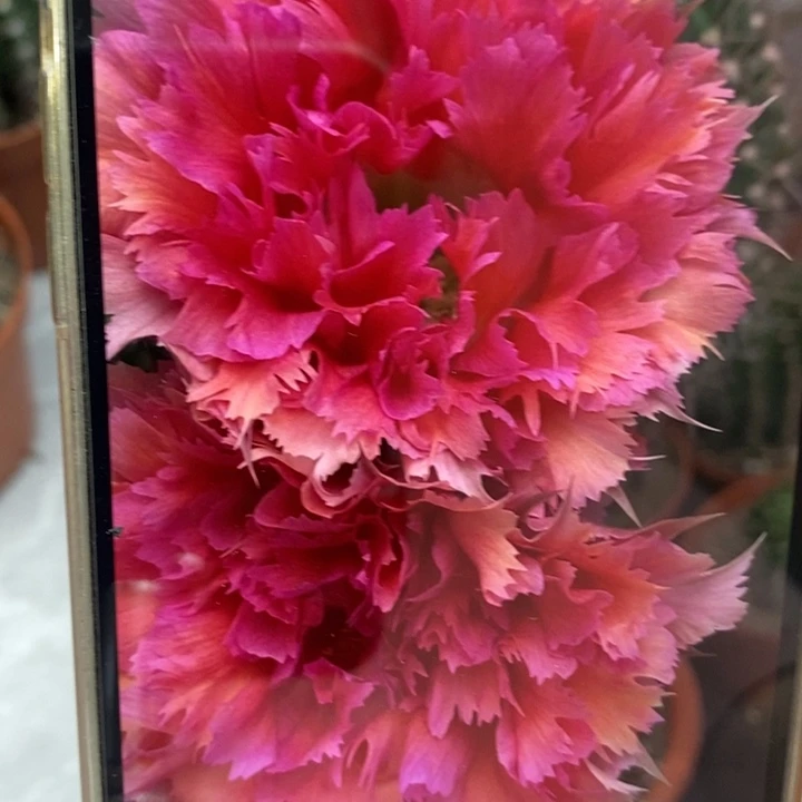 彩草羽毛2号带根6公分左右