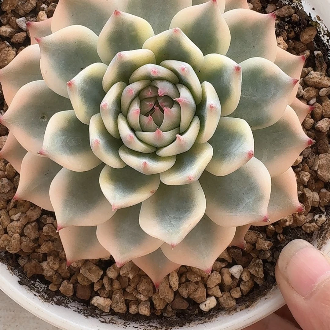 吉娃娃锦多肉植物