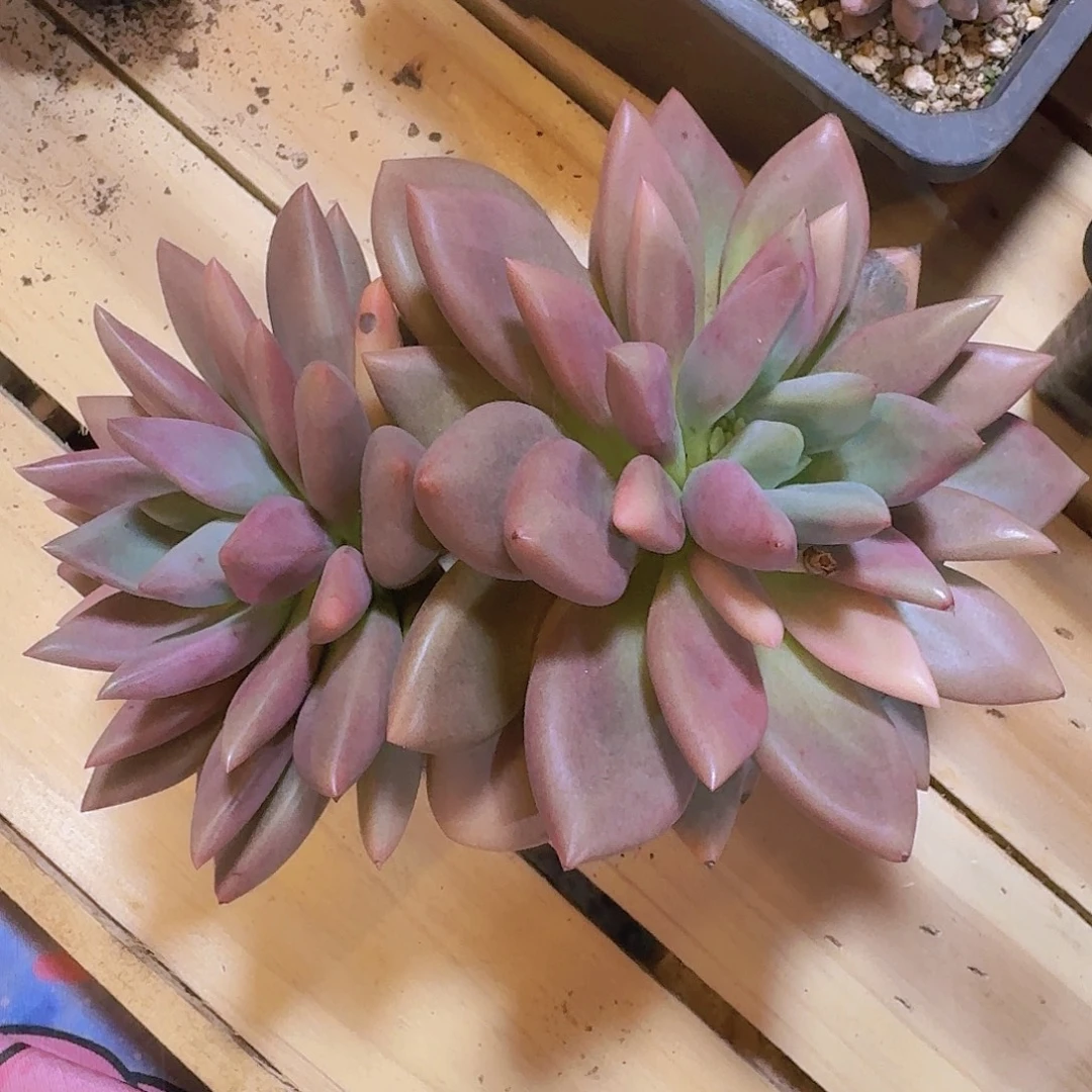 完全开放桃花源锦