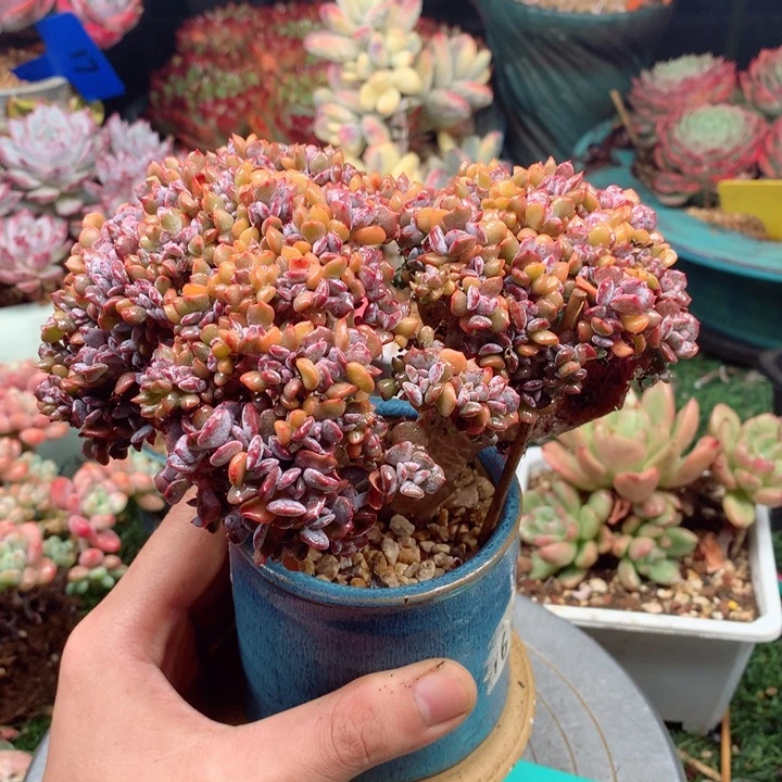 多肉植物一物一拍27