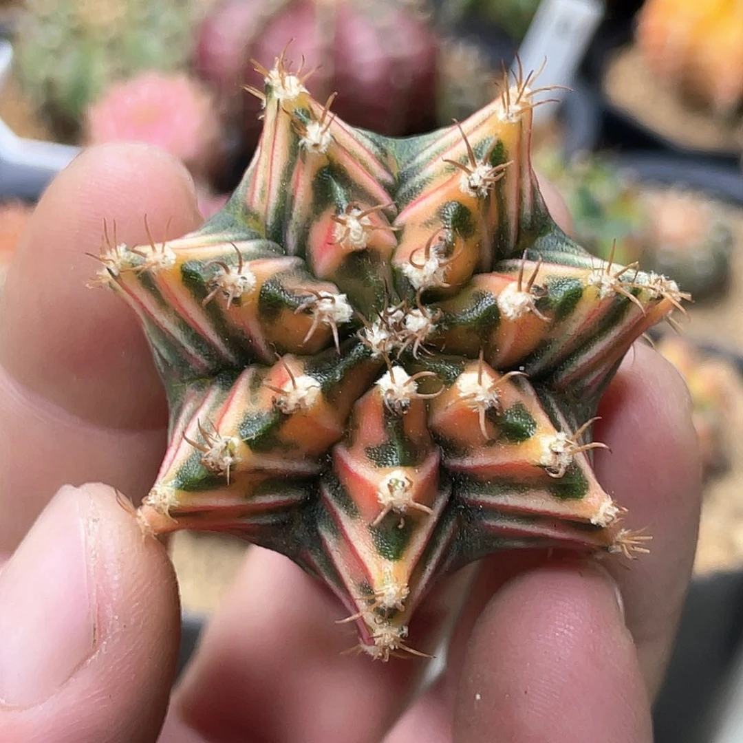 无花朵泰系神品侧，虎斑规律棱背锦