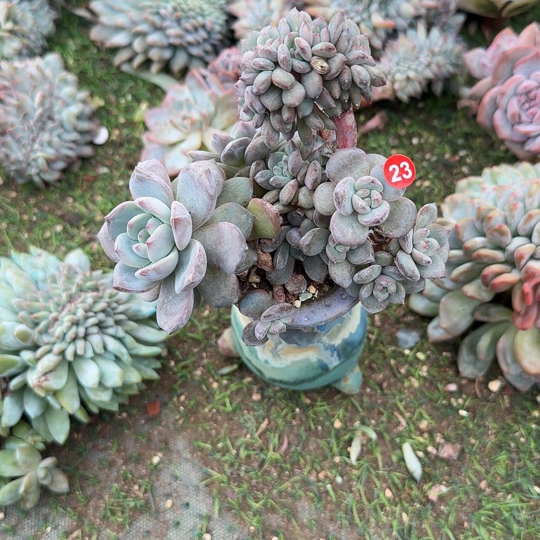 小微微瑕呀呀呀呀