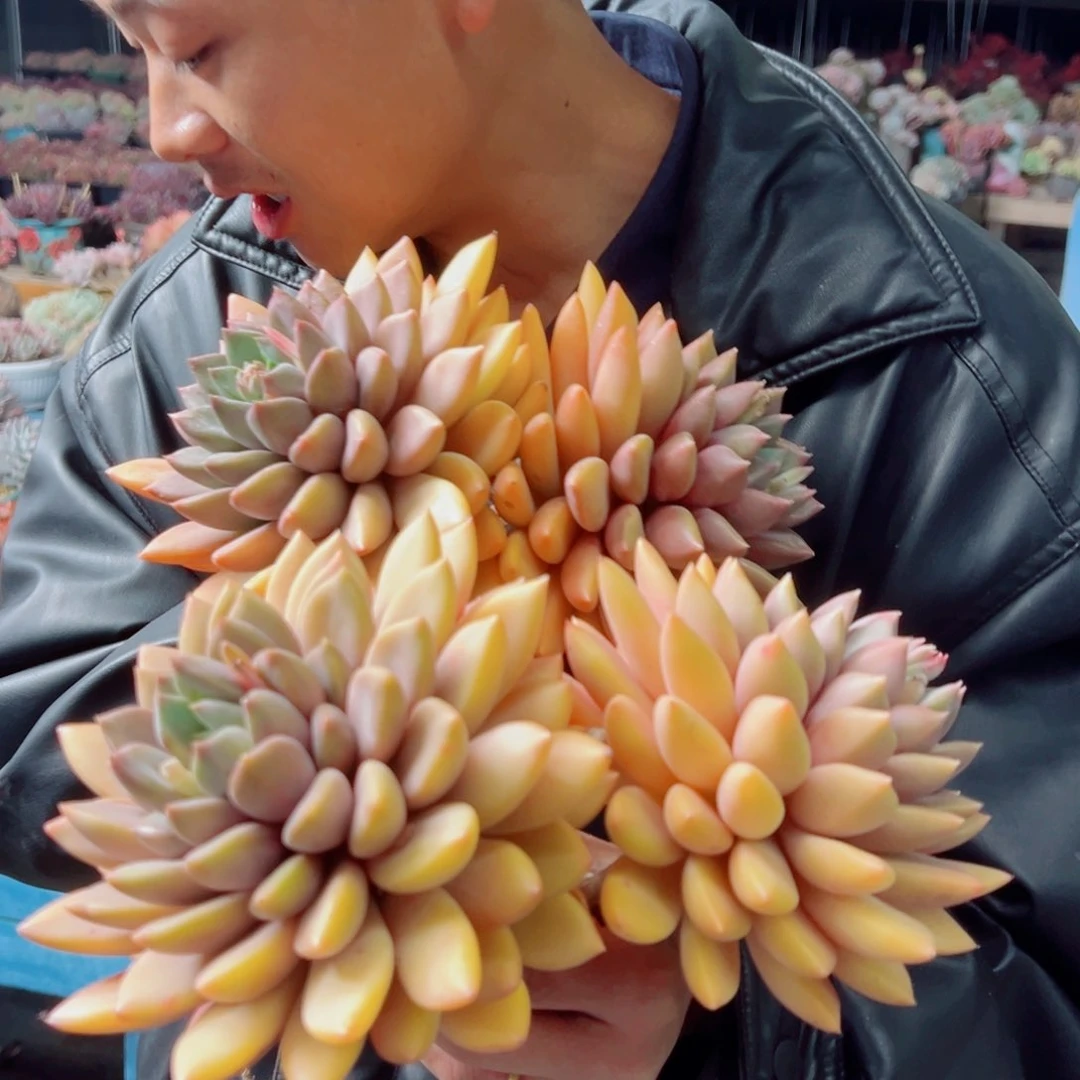 象牙多肉植物000000