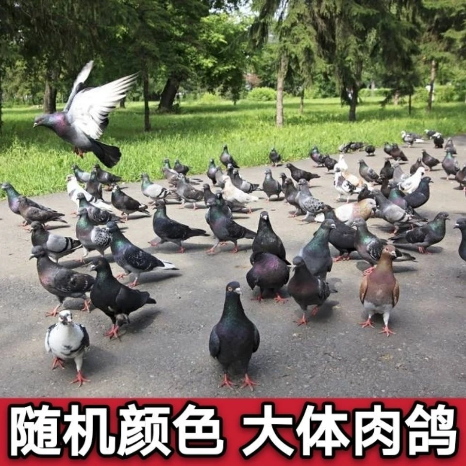 活体鸽子包邮包活包路损到家