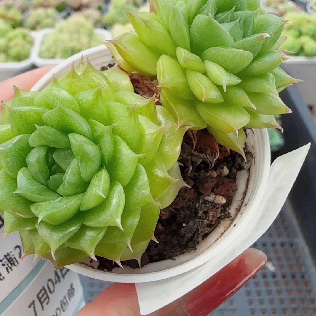花语逸镜0704-103海王