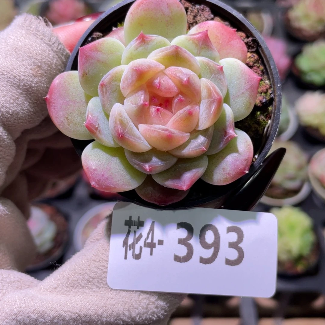 花利美4-393秘境冰魄