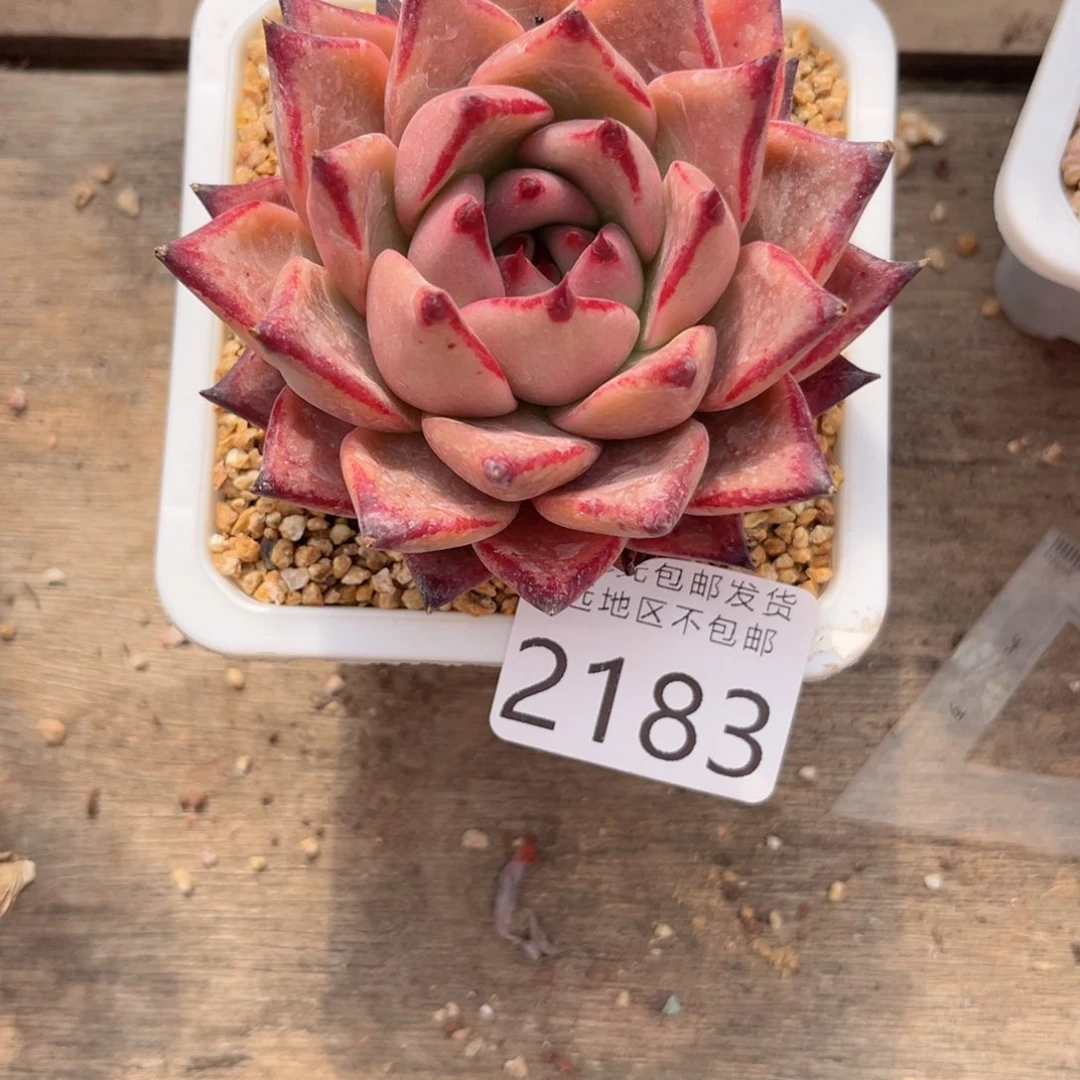 大2183:？zg cv b b b b