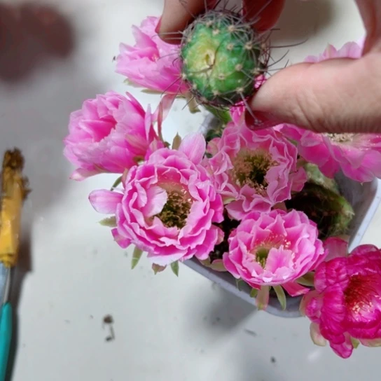 下8丽花美花9歪晒伤无根侧芽2一3公分左右20包邮