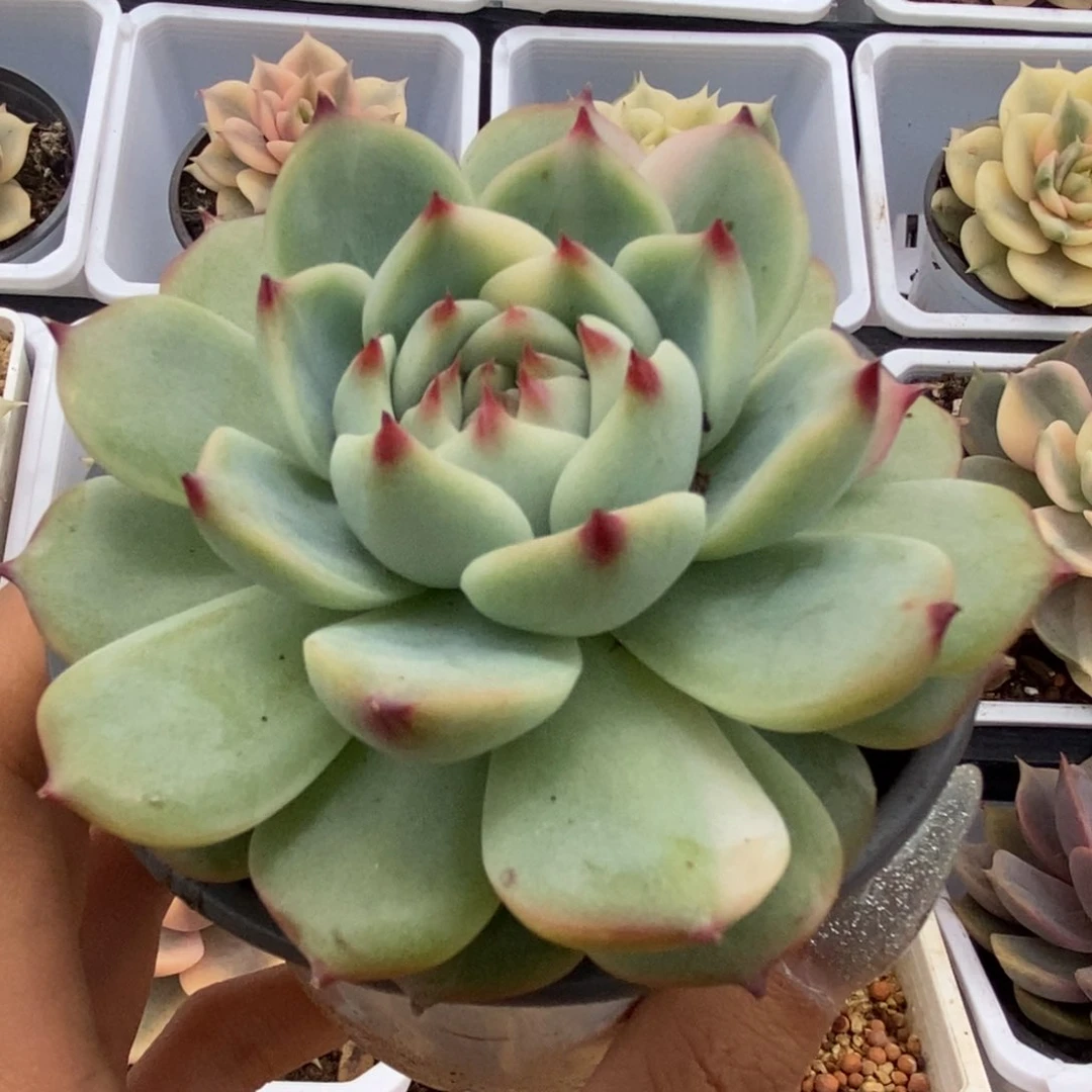 640锦锦锦锦锦锦锦锦锦