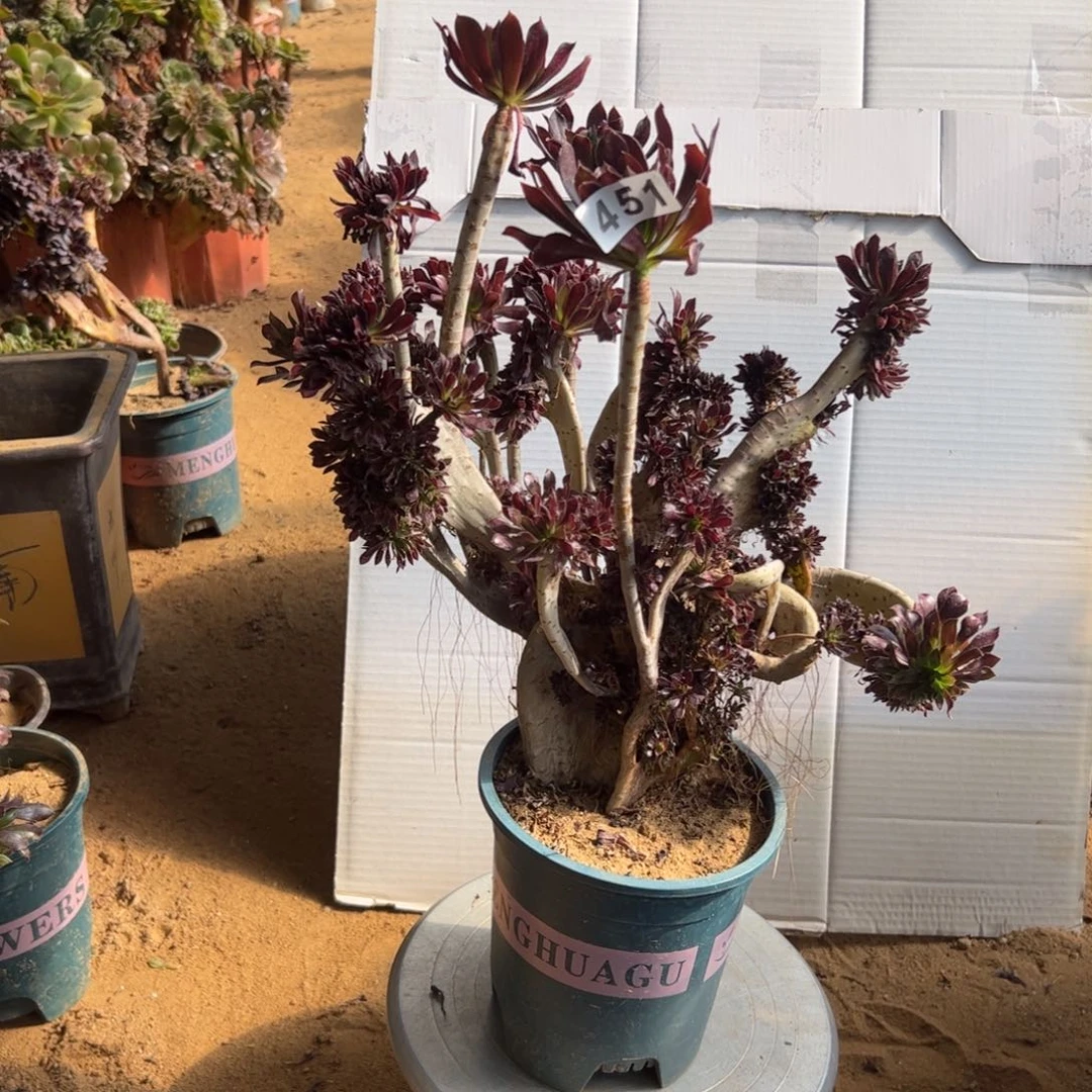 有伤黑缀451高37