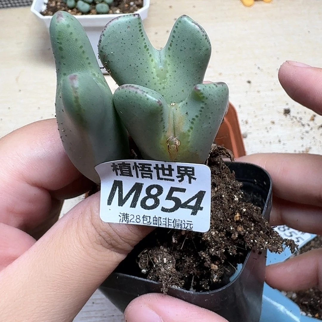 多肉W的润泽的润泽ef