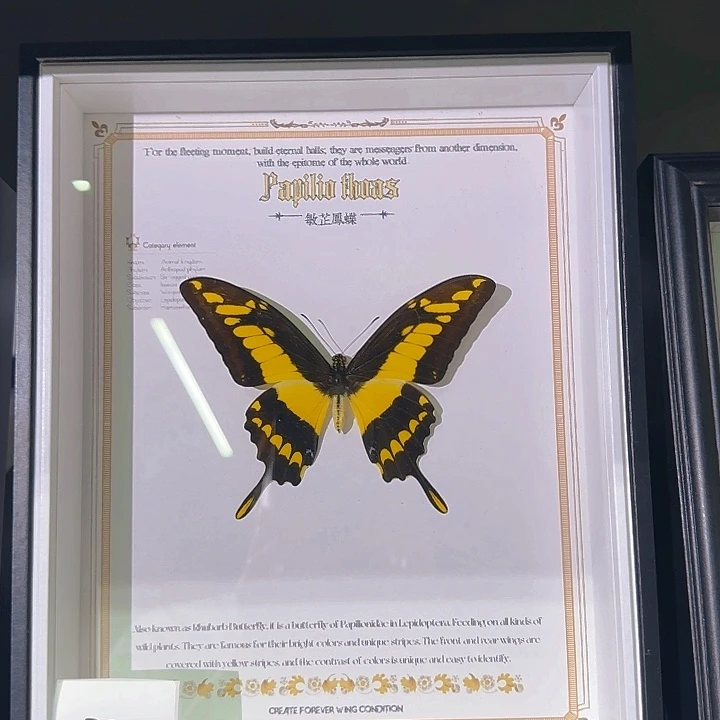 220号蝴蝶标本专拍