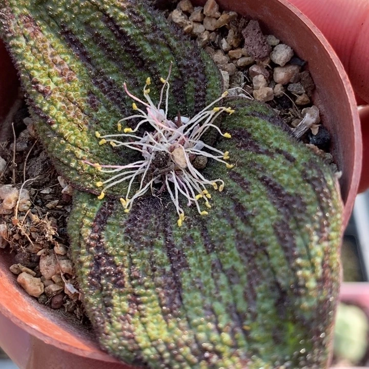 1961紫镜一颗一颗