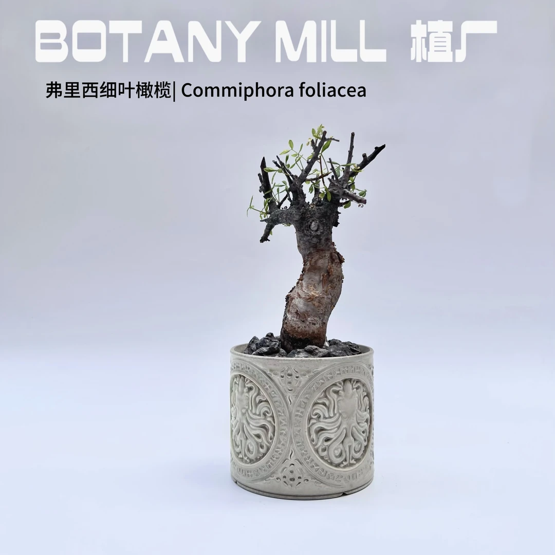 植厂 弗里西细叶橄榄 一物一拍  潮流块根 送礼