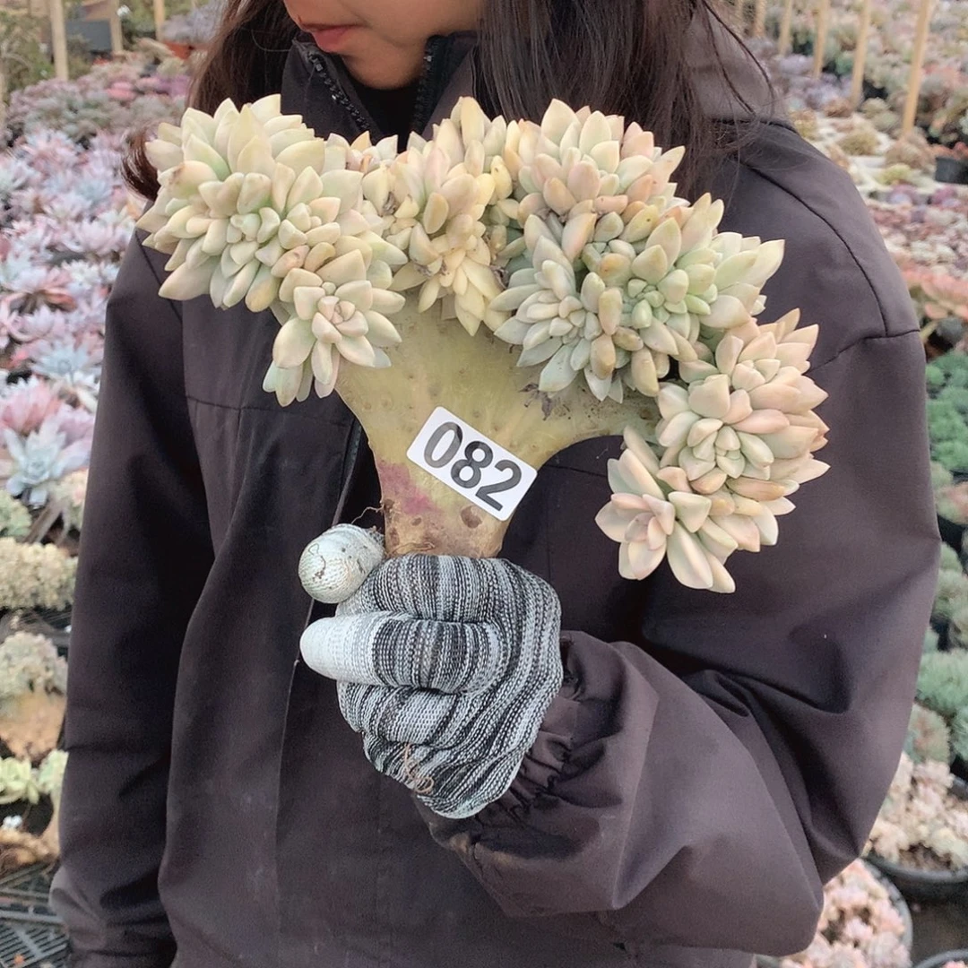 82淡雪锦缀 一物一拍