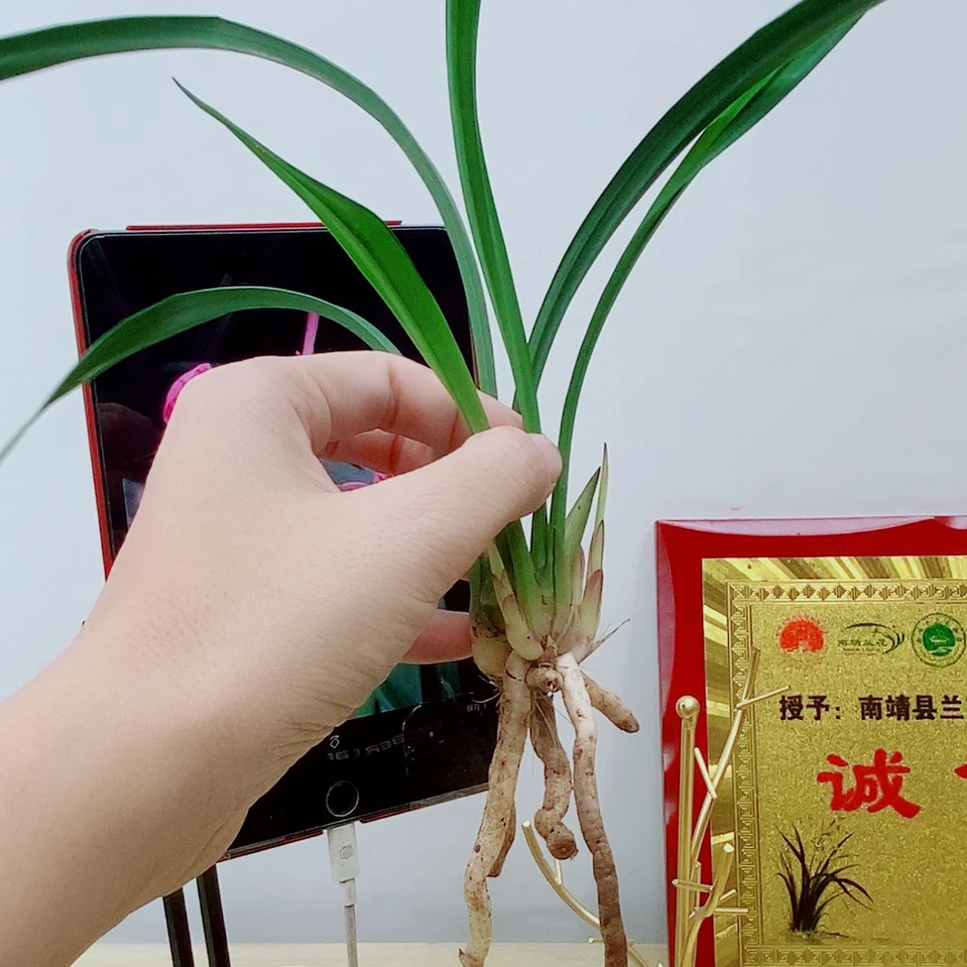 当前无花栽培后可以开花粉