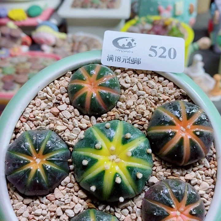 生石花花花开了520