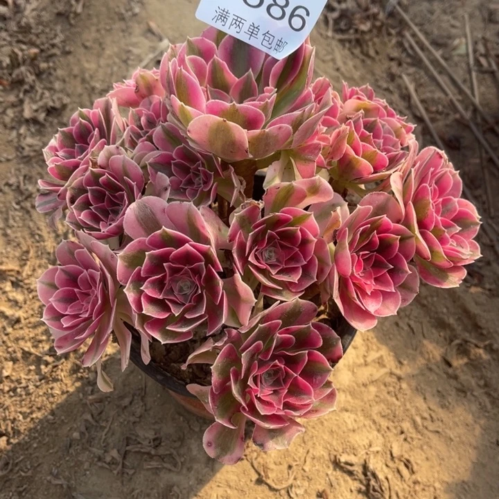 9586女巫的人多肉的