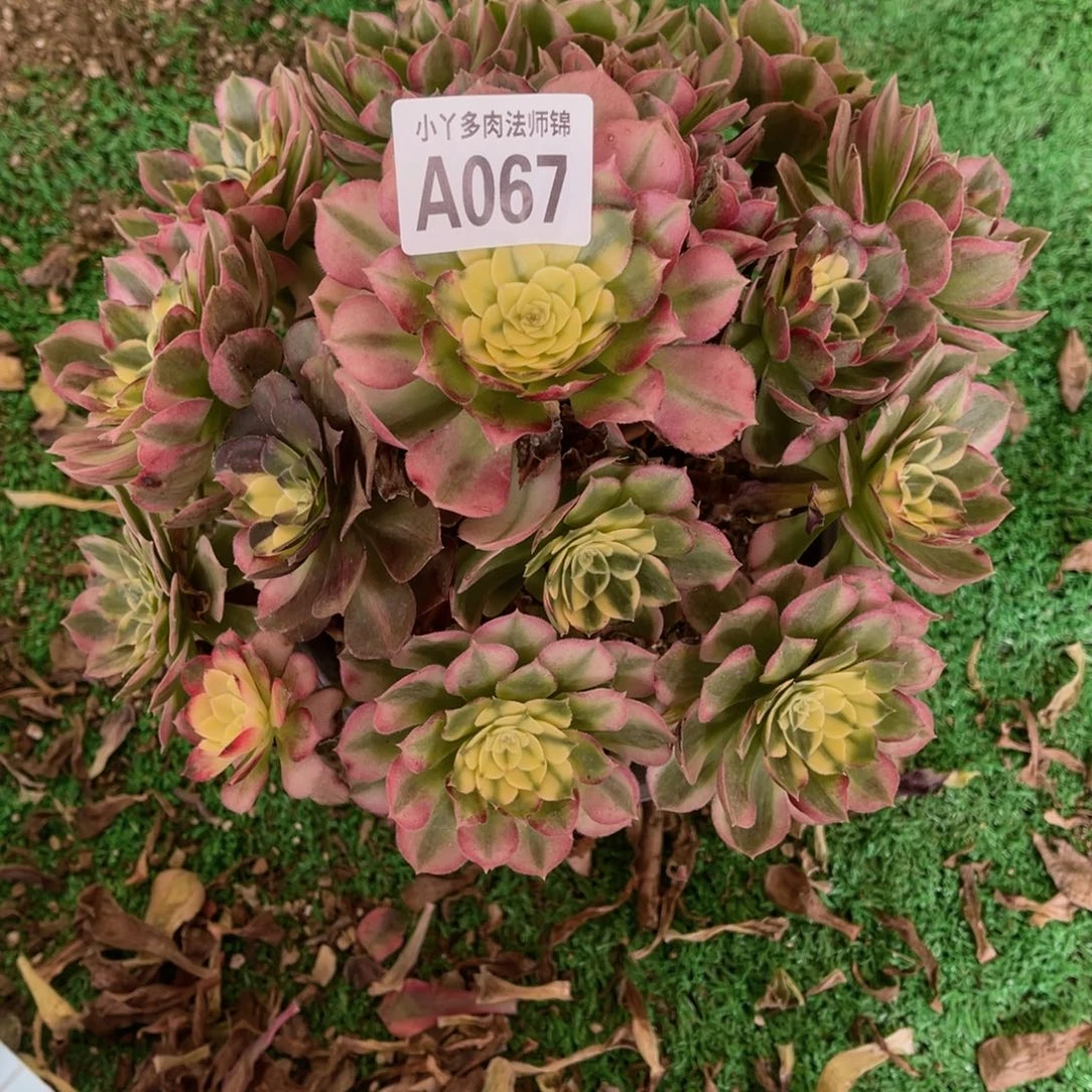 067玉芙蓉多肉植物法师锦