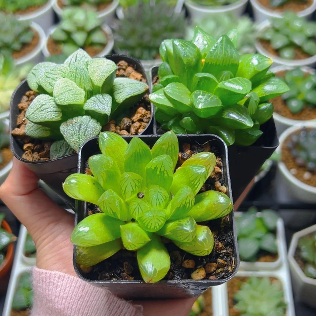 苏州玉露+雪魔+姬寿多肉多肉