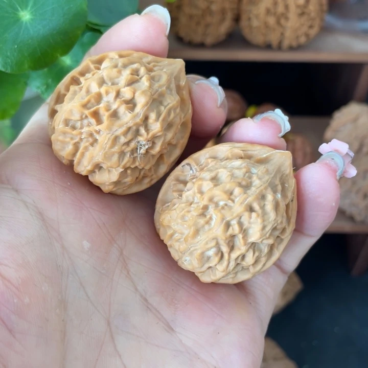 木秦岭核桃的品种
