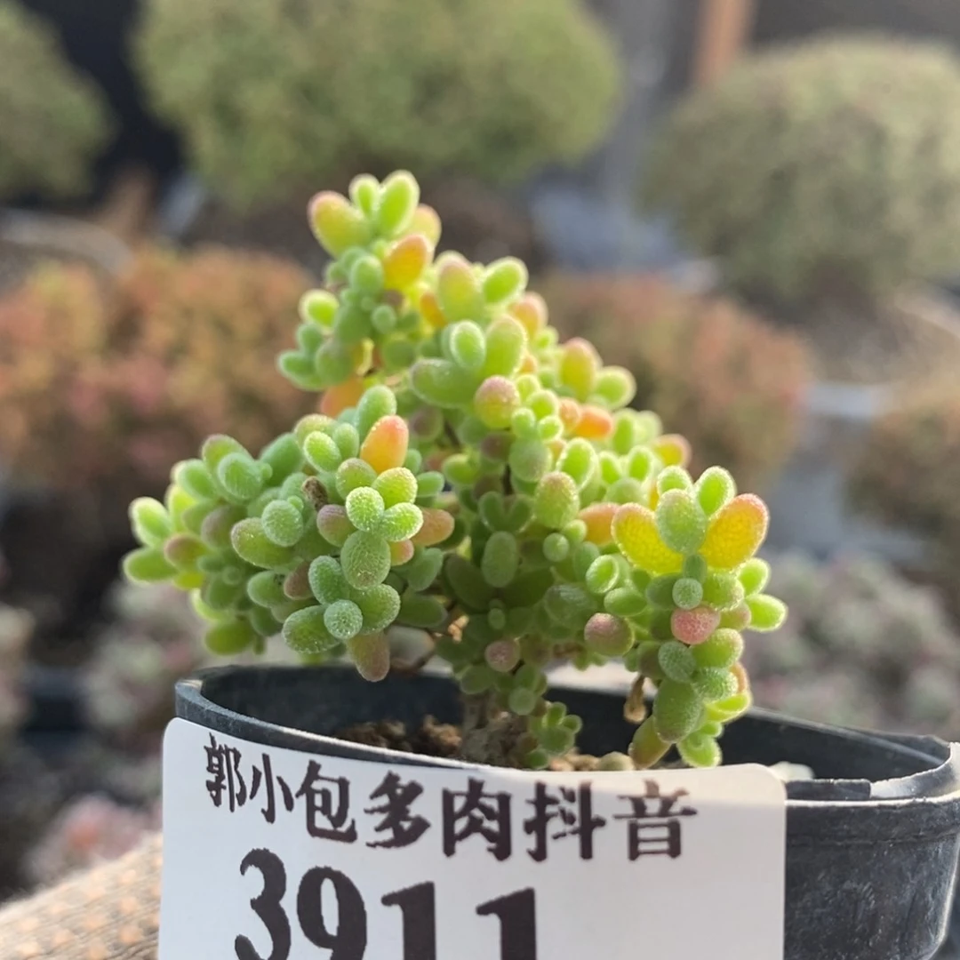 何*蜜橘糖球3911枝干番杏