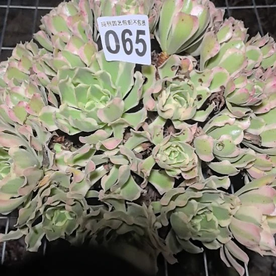 065白凤花花外卖法师