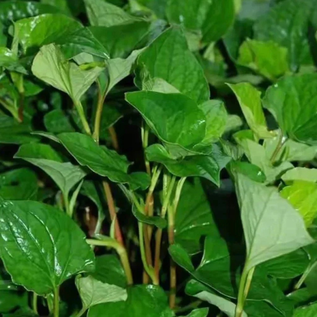 农家新鲜鱼腥草折耳根叶子食用火锅凉拌泡水