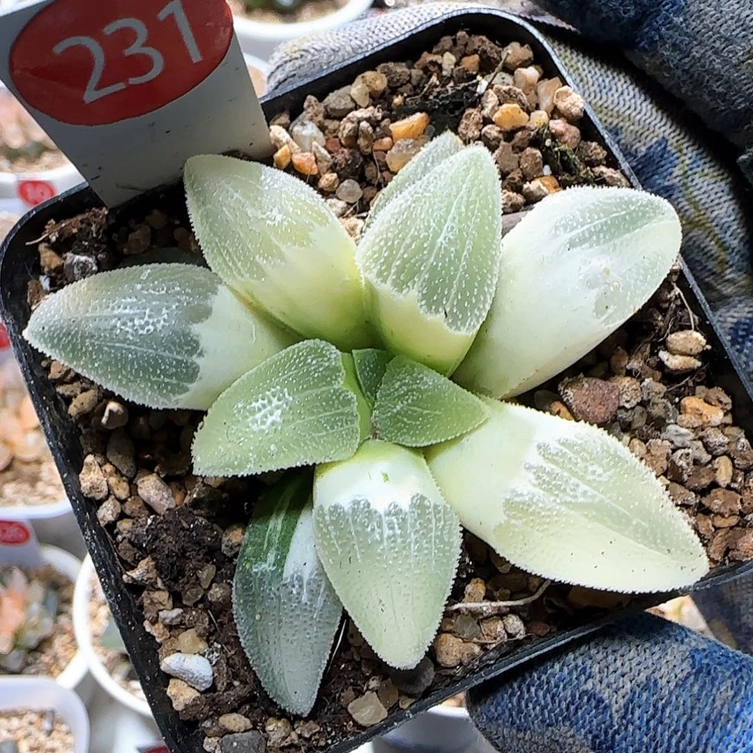 231号糊斑蓝光磨面了锦 6.5 厘米左右一物一拍带盆发货