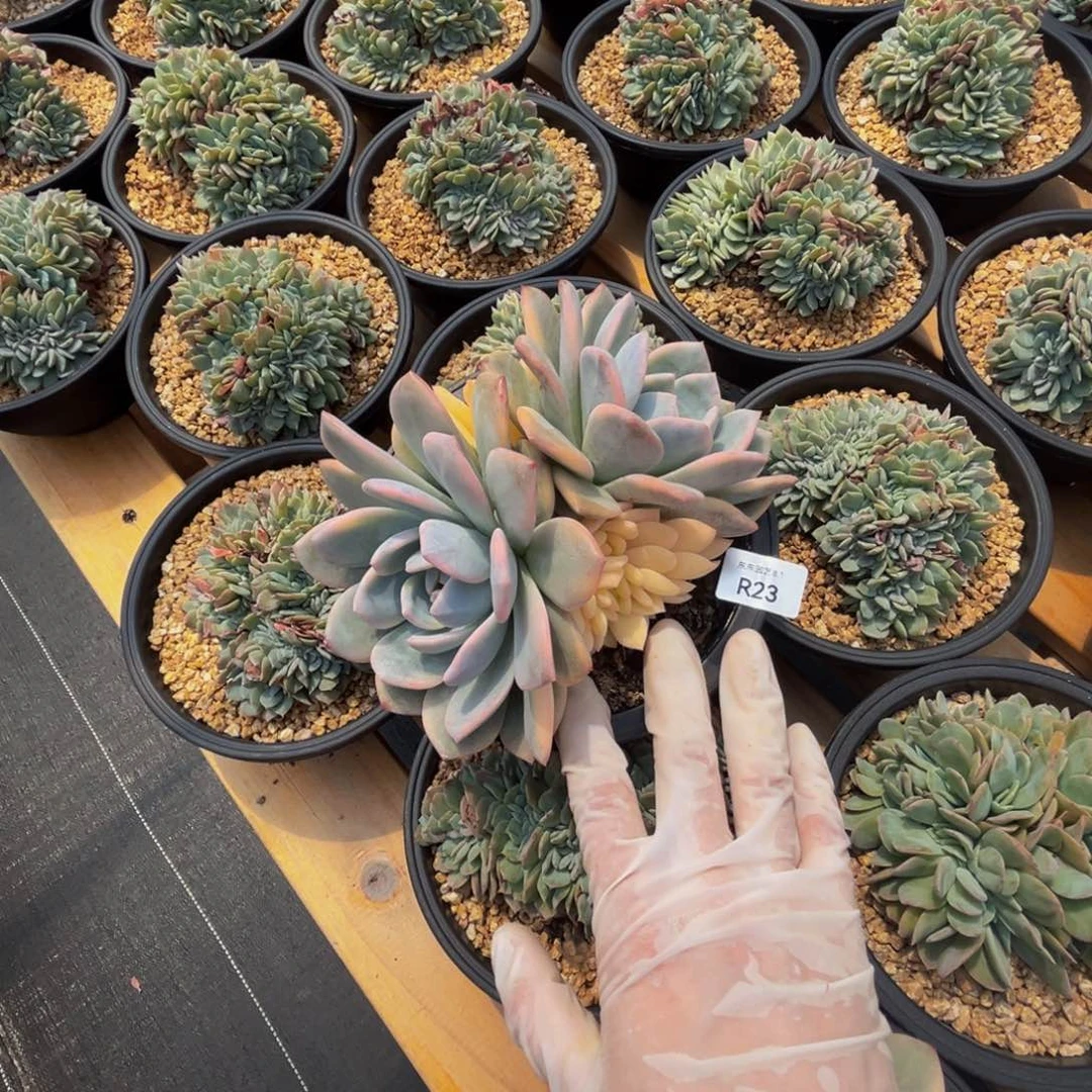 r23梦露锦群生呀呀呀呀呀