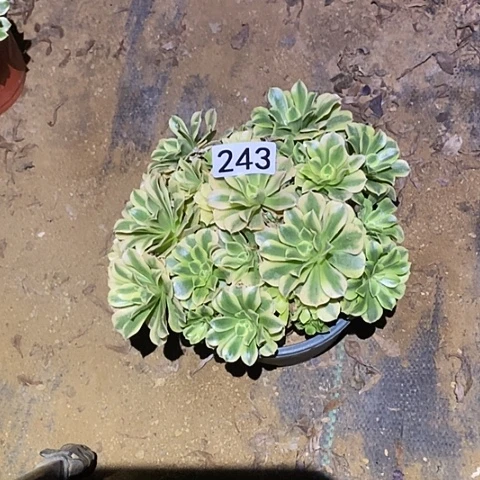 红****》多肉植物法师243绿豆沙