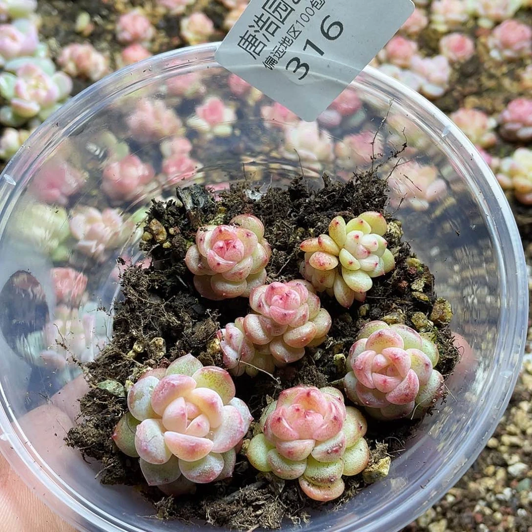 珍妮混一物一拍316