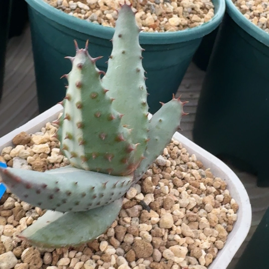 【闪购商品】2实生变异鬼切芦荟白锦