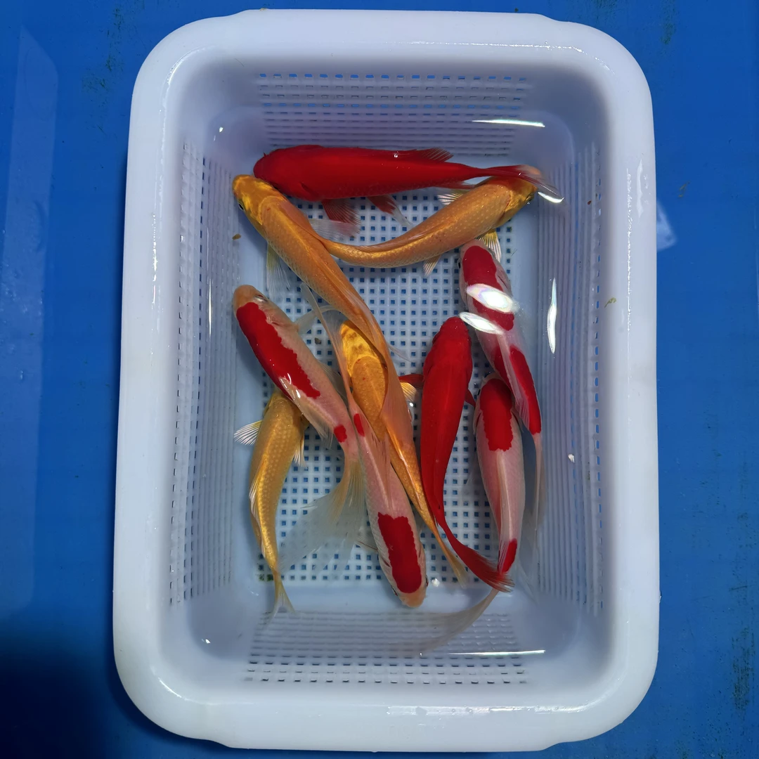 锦鲤草金4红白4黄2红（10-13厘米）10条观赏鱼红，红白是草金