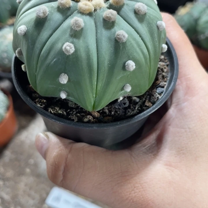 秋****实生海星带盆发货