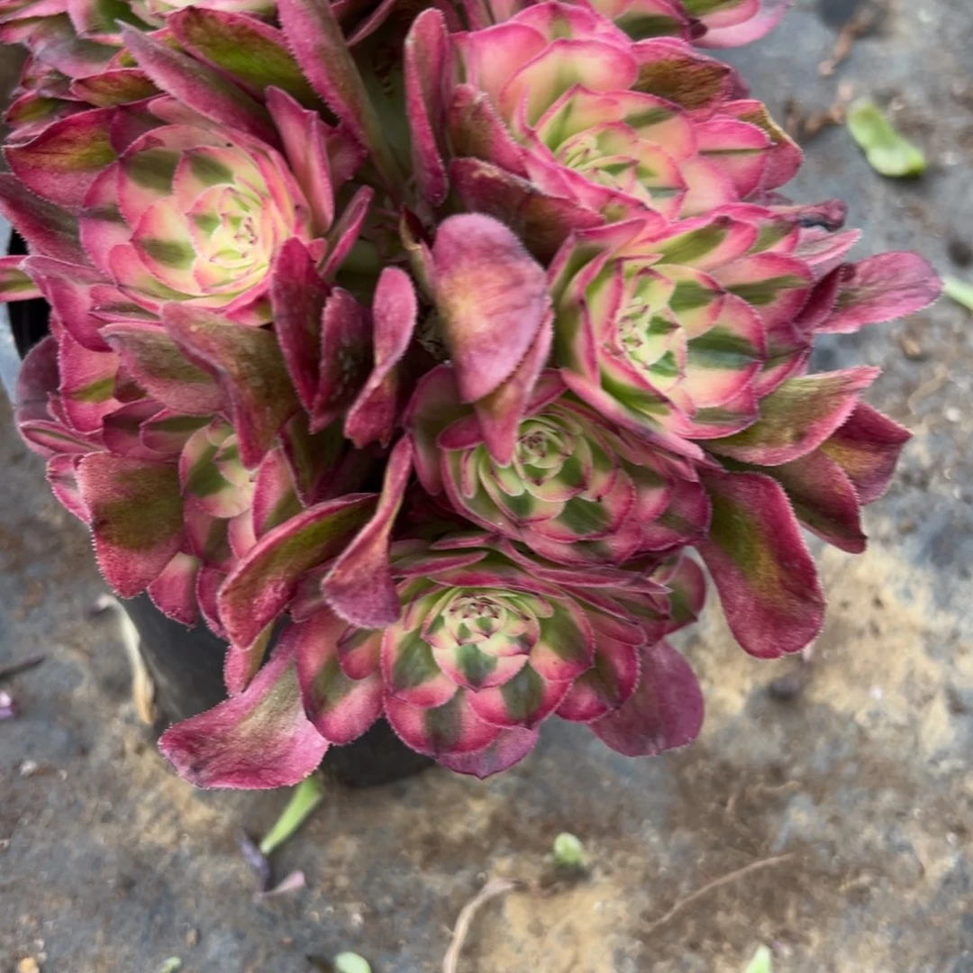 平*2103荔枝缀多肉植物系