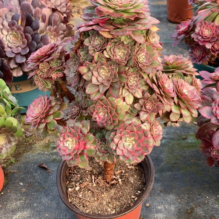 083莲花座多肉植物