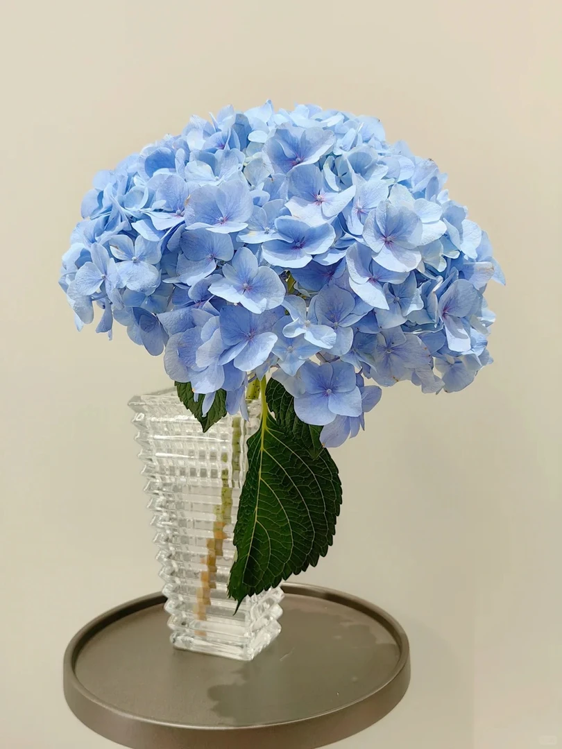 【不选色绣球】3支       鲜花任意两单包邮