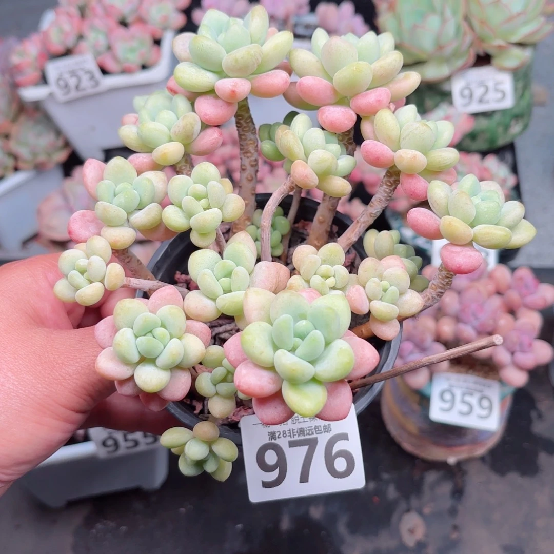 奶白糖无盆土发货