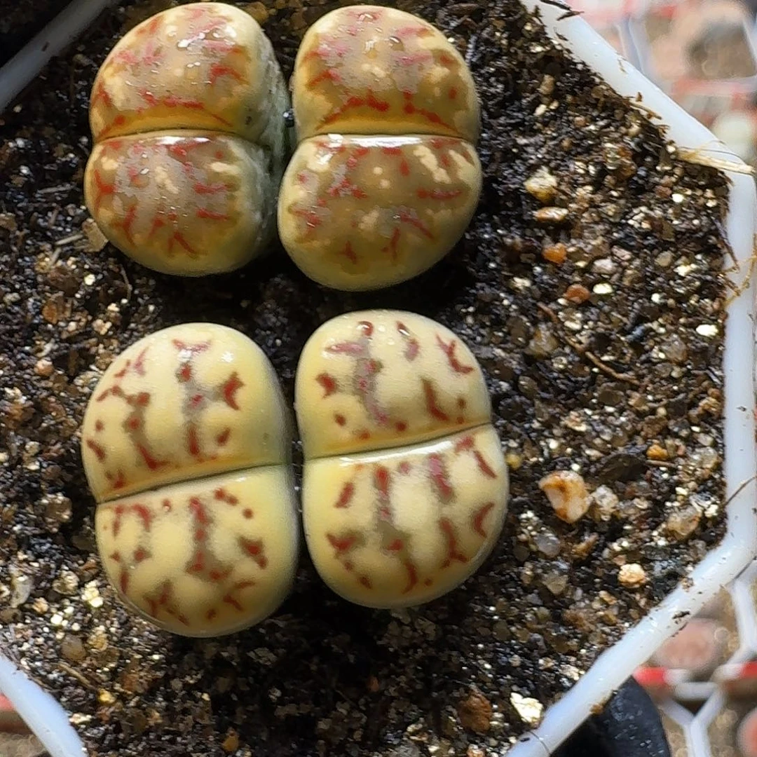 生石花22:：/。  80