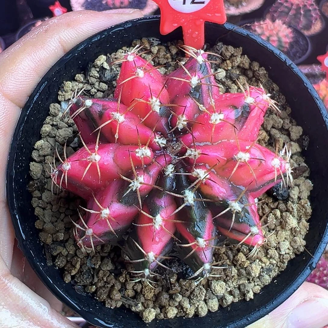 1-42米哈仙人球锦带盆土发货4.9厘米