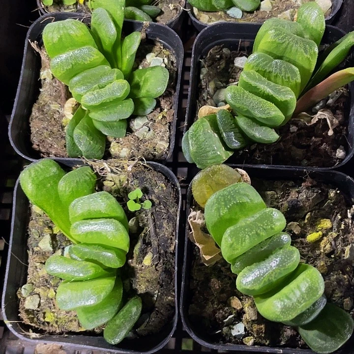 玉扇3.8带盆土发货