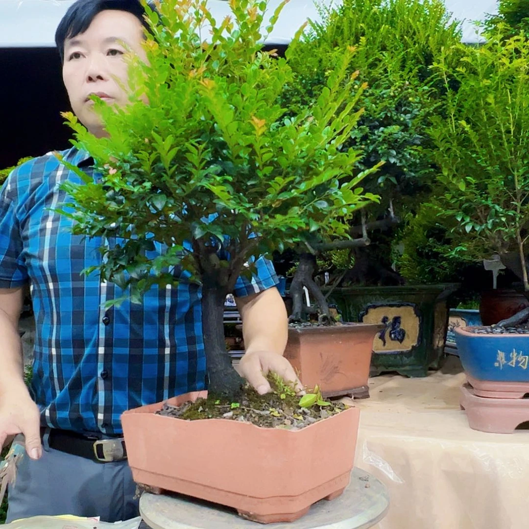 当前无花朵，栽培后可花朵德*堂