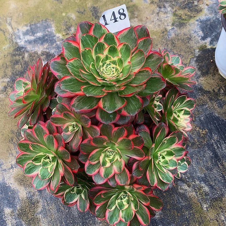 朱***朱法师魅惑1480000000