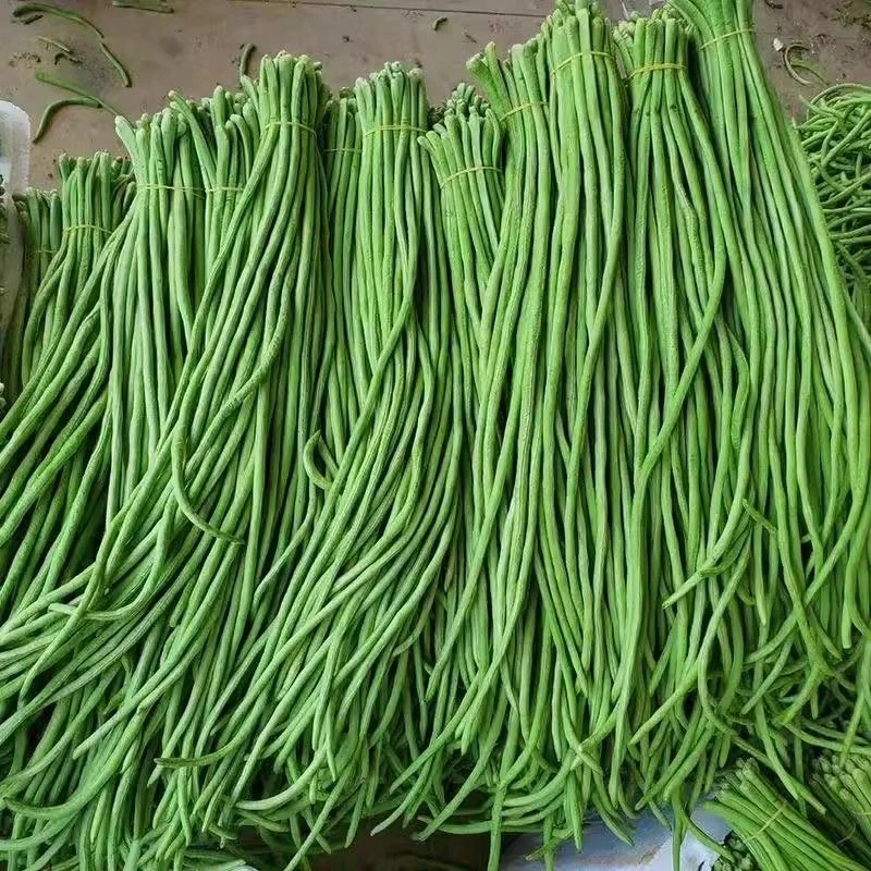 农家小园豇豆角（新鲜采摘）