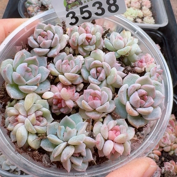 b****儿多肉植物多肉植物