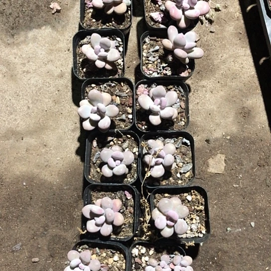 z*欧桃蛋和你说过我是个不