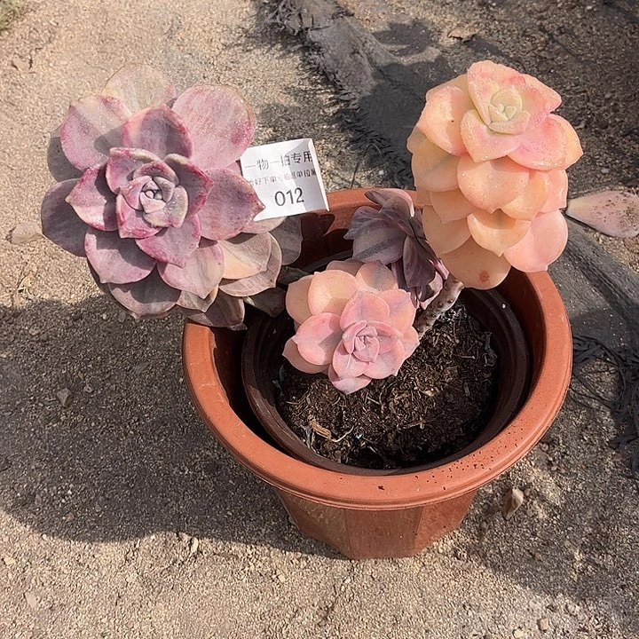 卖****紫乐锦群，一物一拍